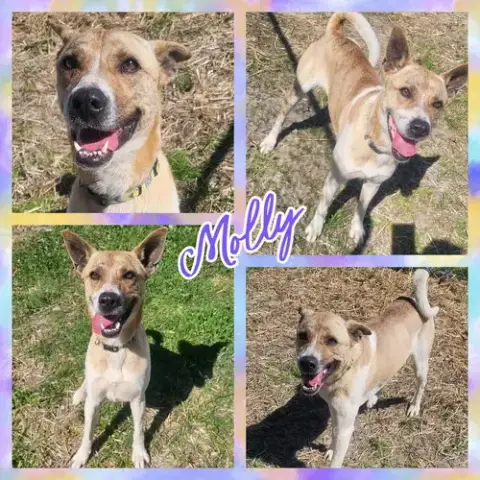 Molly photo 4