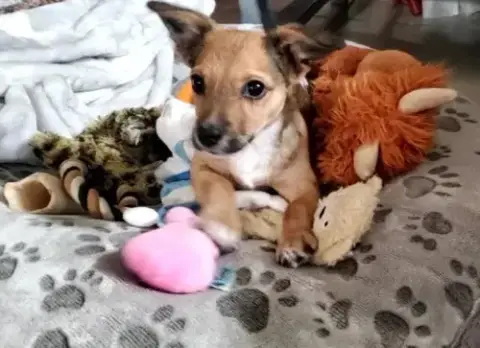 Puppy Arlo photo 2