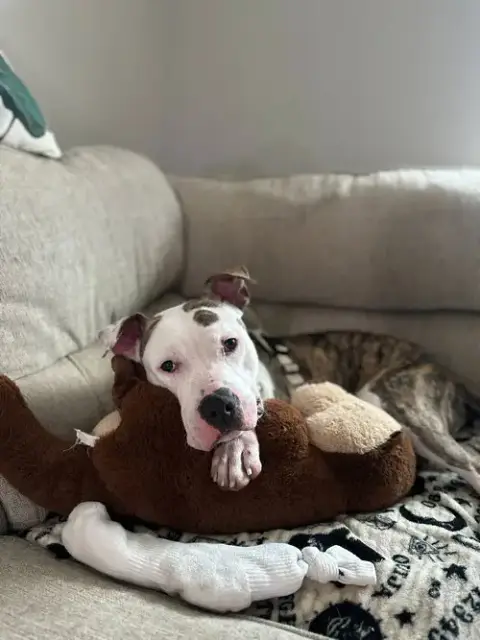 Ziggy photo 2