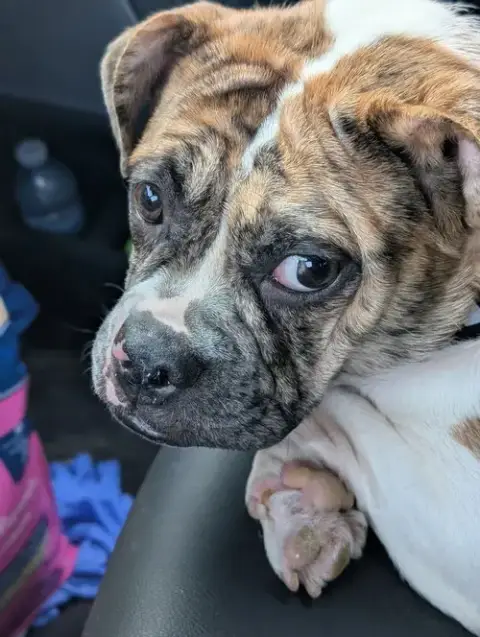 Mabel