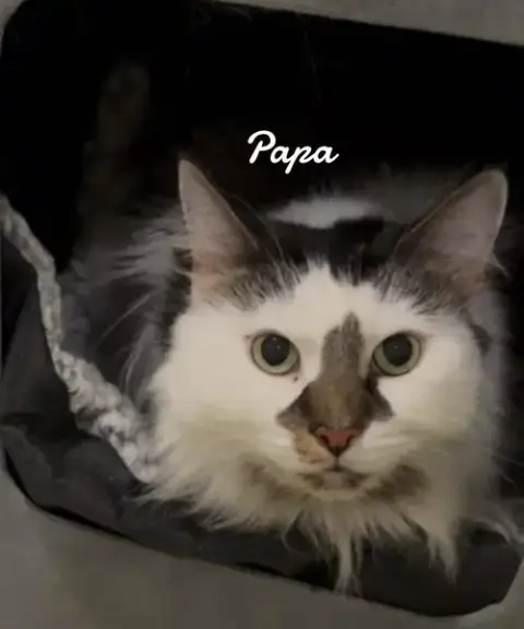Papa photo 2