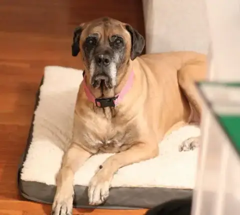 Piper photo 2