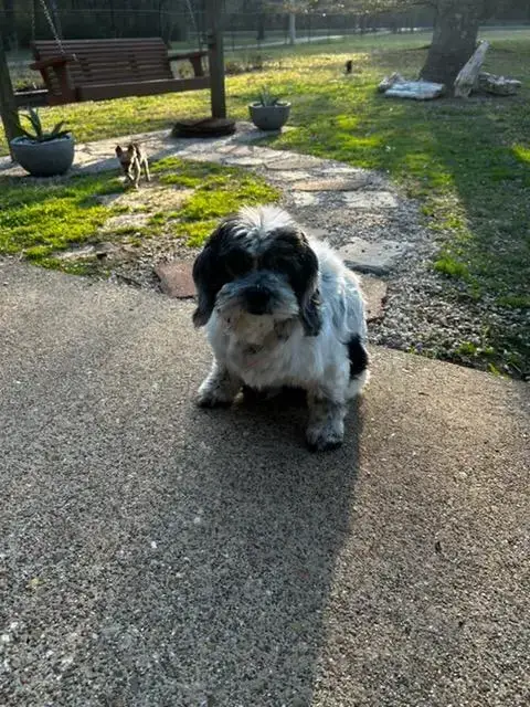 Cookie photo 5