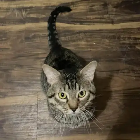 Tigger photo 3