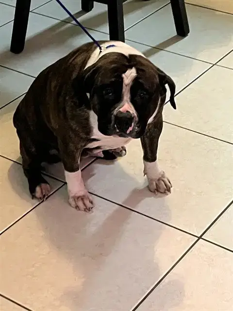 Chichi