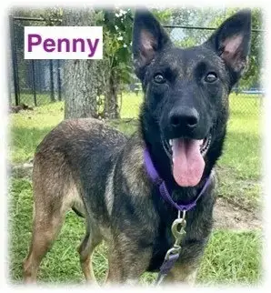 Penny photo 2