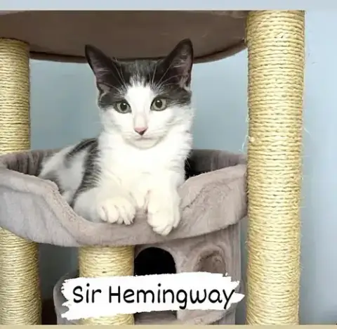 Sir Hemingway photo 2