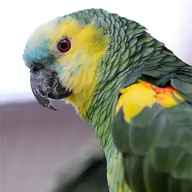 Rico photo 1