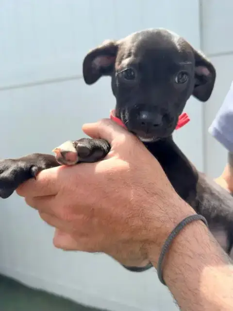 Capucine Pup photo 3
