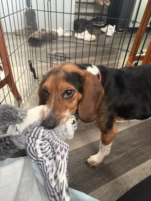 Rocky Beagle photo 4