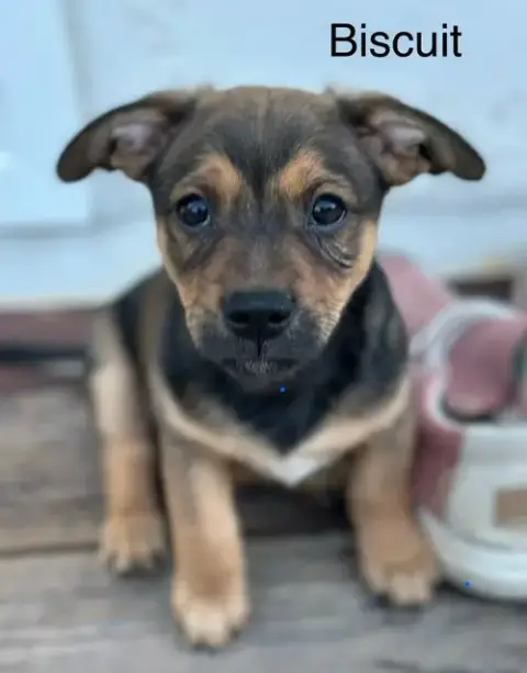 Puppy Biscuit Boy photo 3