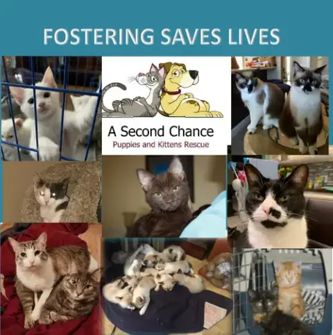 I Want To Foster To Adopt A Cat photo 2