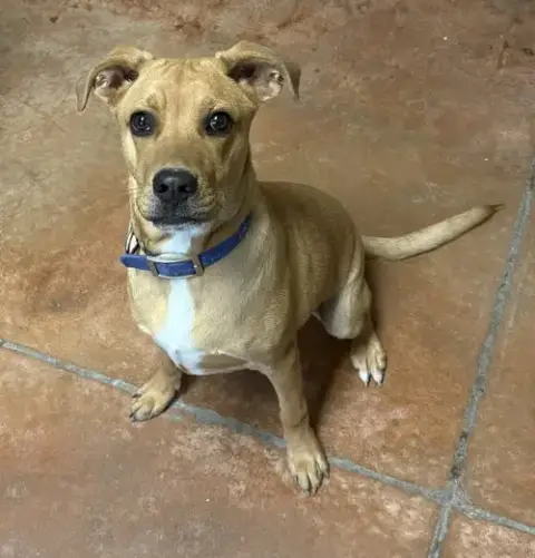Fudge photo 2