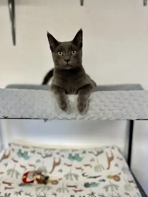 Sweetpea