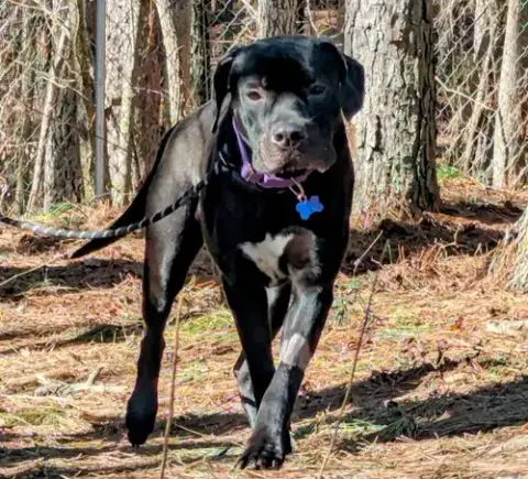 Baloo photo 3