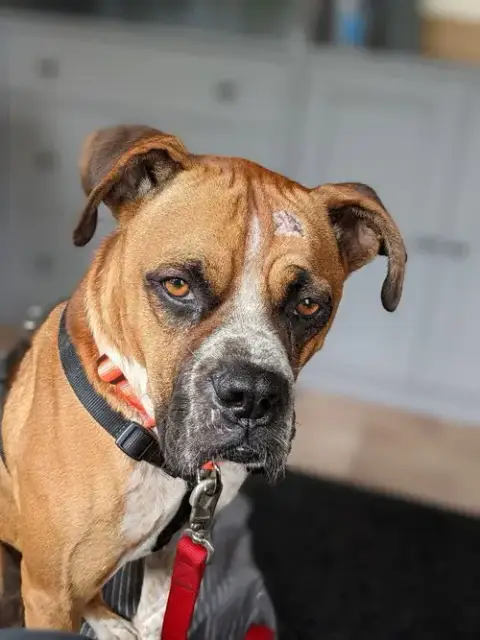 Big Bruno photo 3