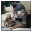 Kittens!!!! photo 4
