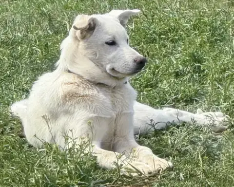 Lily photo 4