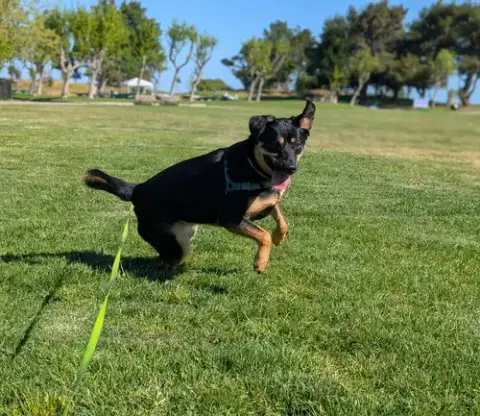 Zelda photo 3
