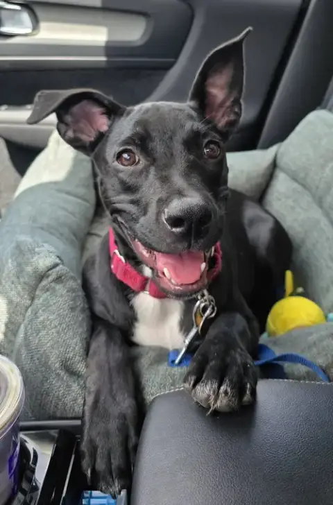 Elphie photo 3