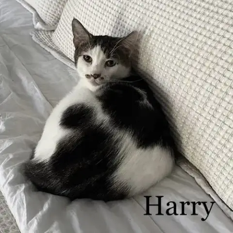 Harry photo 2