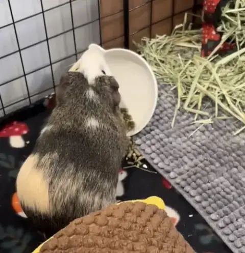Nacho photo 5