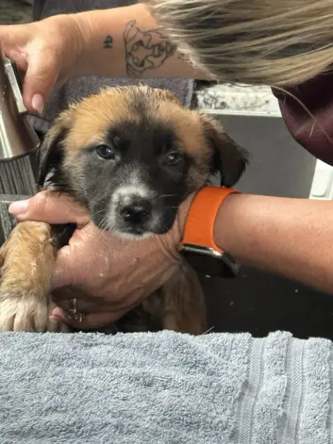 Rosie'S Puppy Clover photo 4