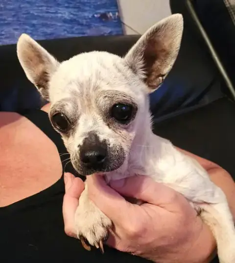 Edna The Spicy Chi Tx photo 3