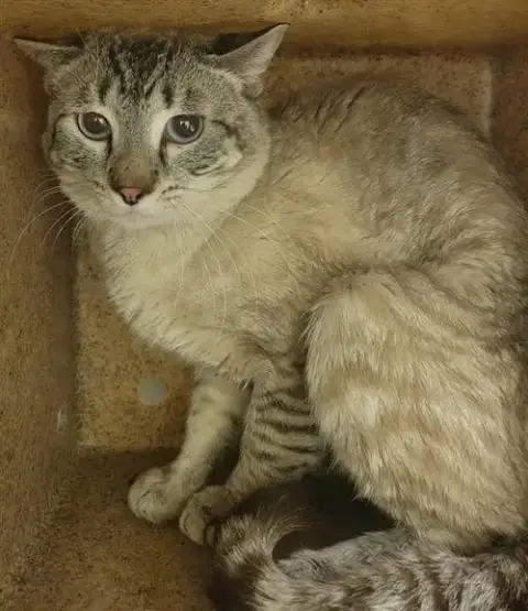 Simba Skitterbean