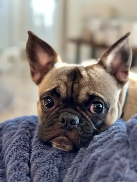 Bowie photo 2