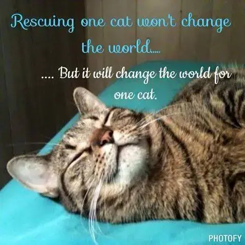 Help Support Our Felv Kitties photo 2