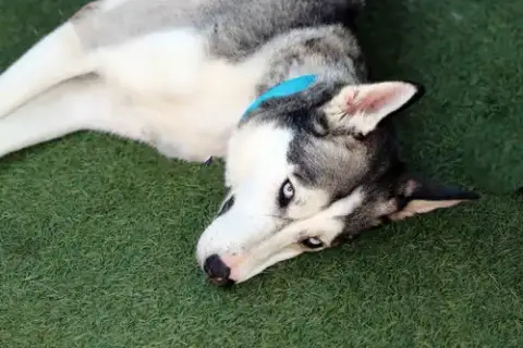 Delilah photo 5