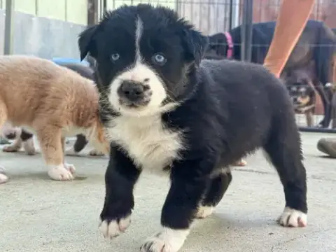 Marilynn'S Puppy Magic photo 4