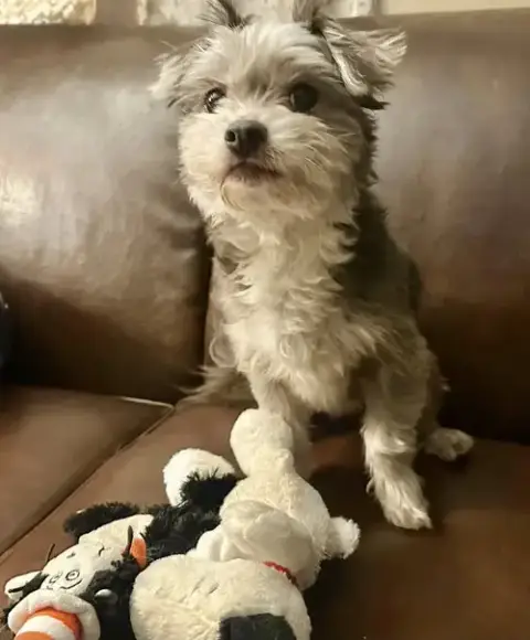 Snoopy photo 2