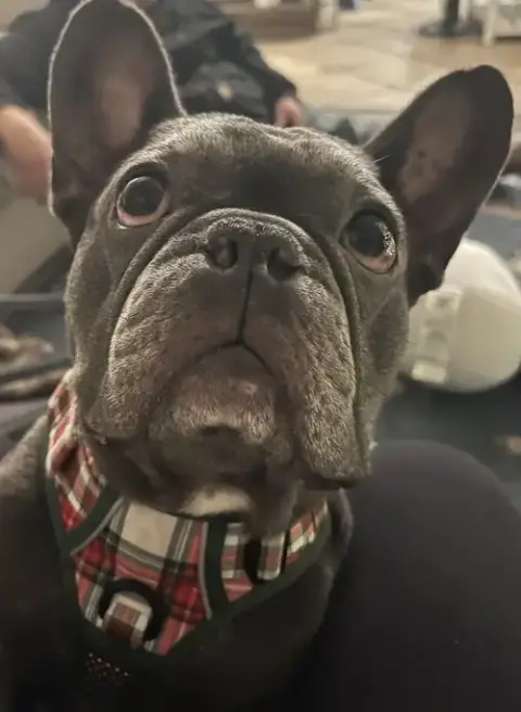 Bruno photo 2