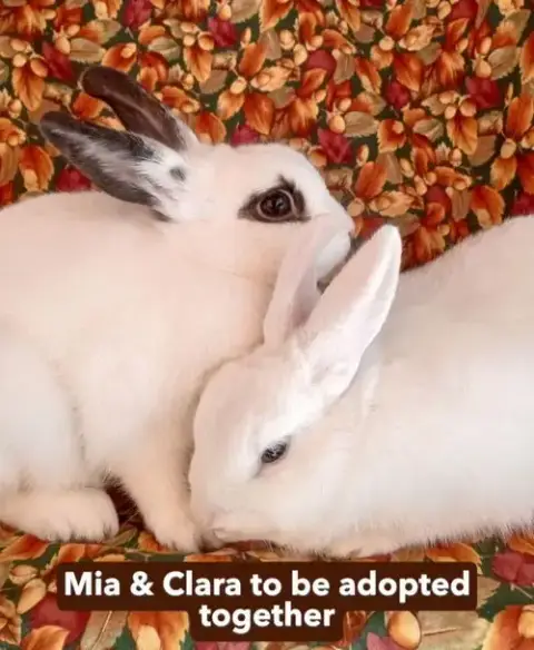 Mia