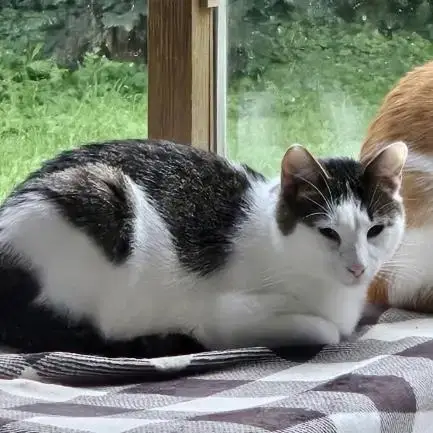 Snowshoe