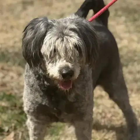 Stella