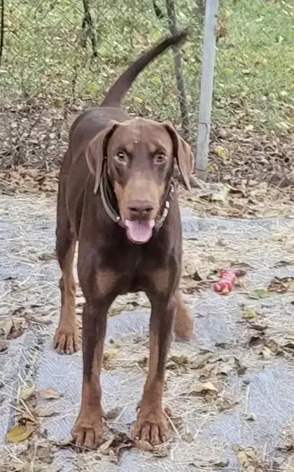 Snickers photo 2