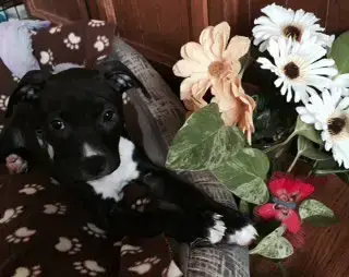 Rosie photo 4