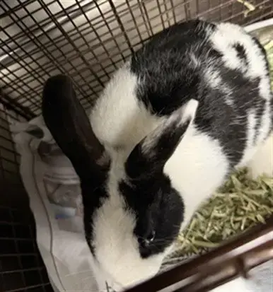 Oreo