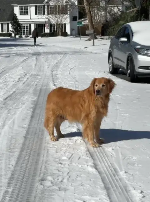 Denali