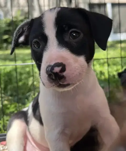 Chilli Pup -Trixie photo 3
