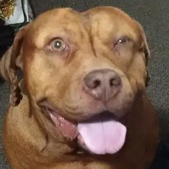 Canela