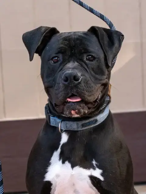 Diesel photo 3