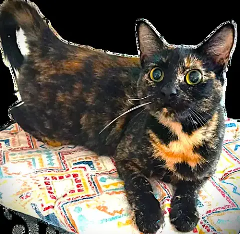 Sophie