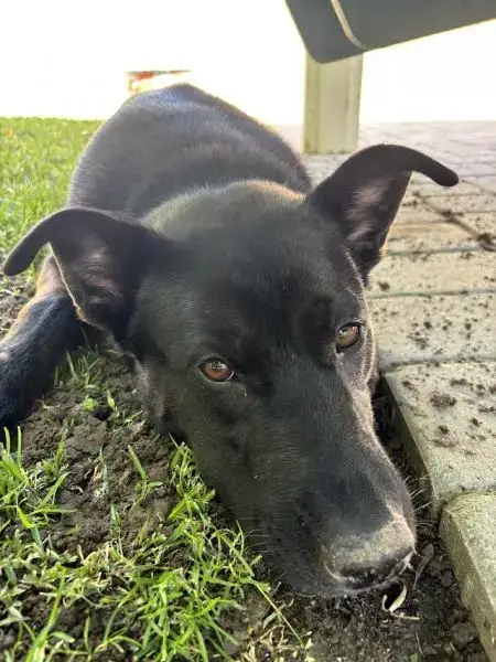 Hank photo 3
