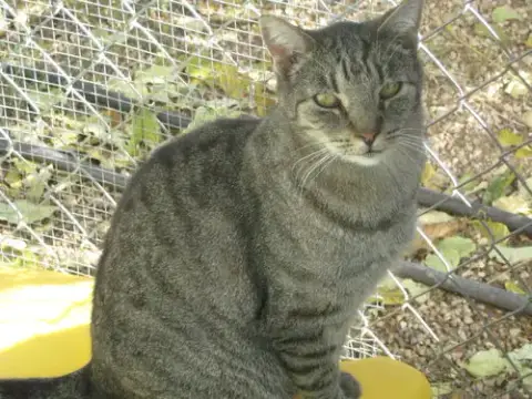 Tigger photo 3