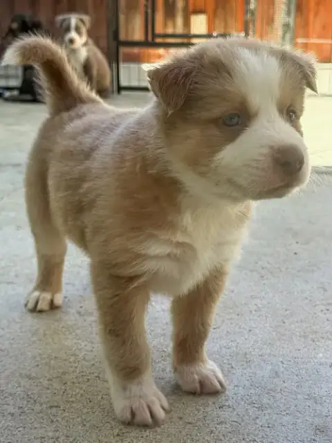 Marilynn'S Puppy Muse photo 5