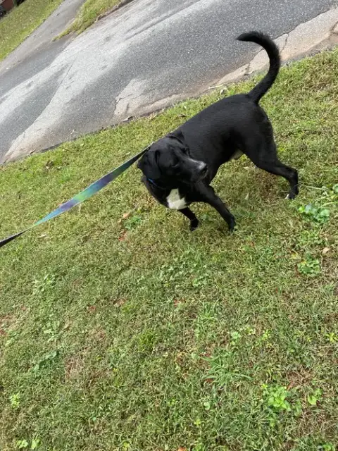 Oreo